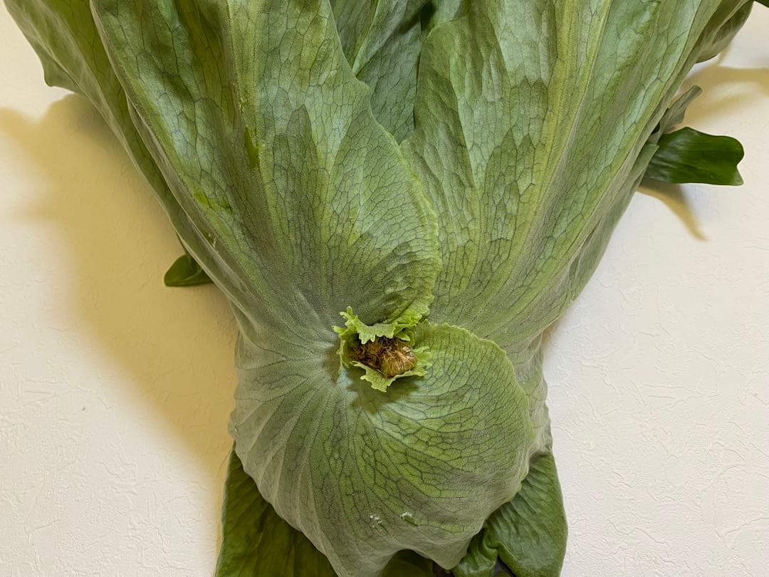 Platycerium 'Mentelosii' ビカクシダ　大株