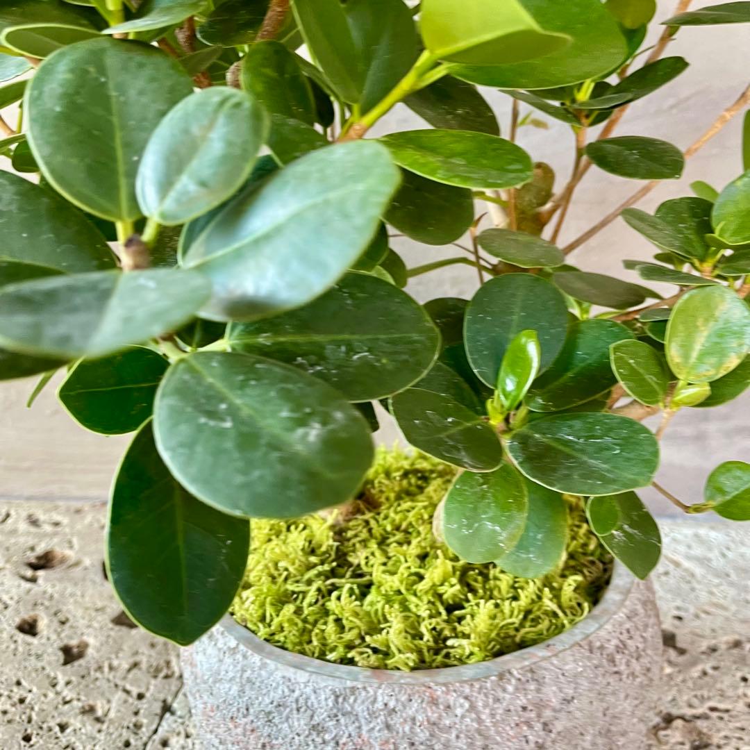 パンダガジュマル　天然苔　盆栽仕立て　陶器鉢　植え込み発送