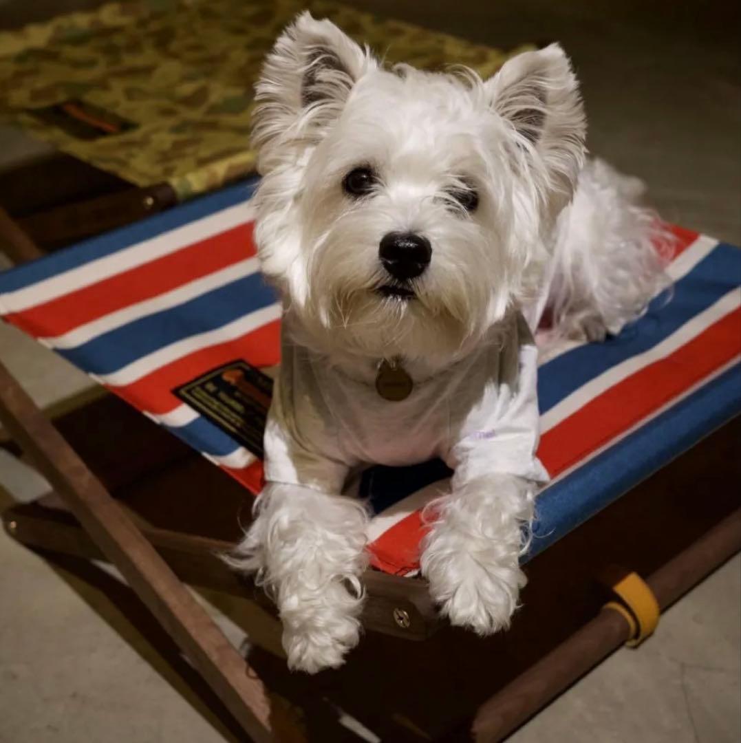 アウトドア寝具 DOG COT ND ver RETRO STRIPE WHAT WE WANT