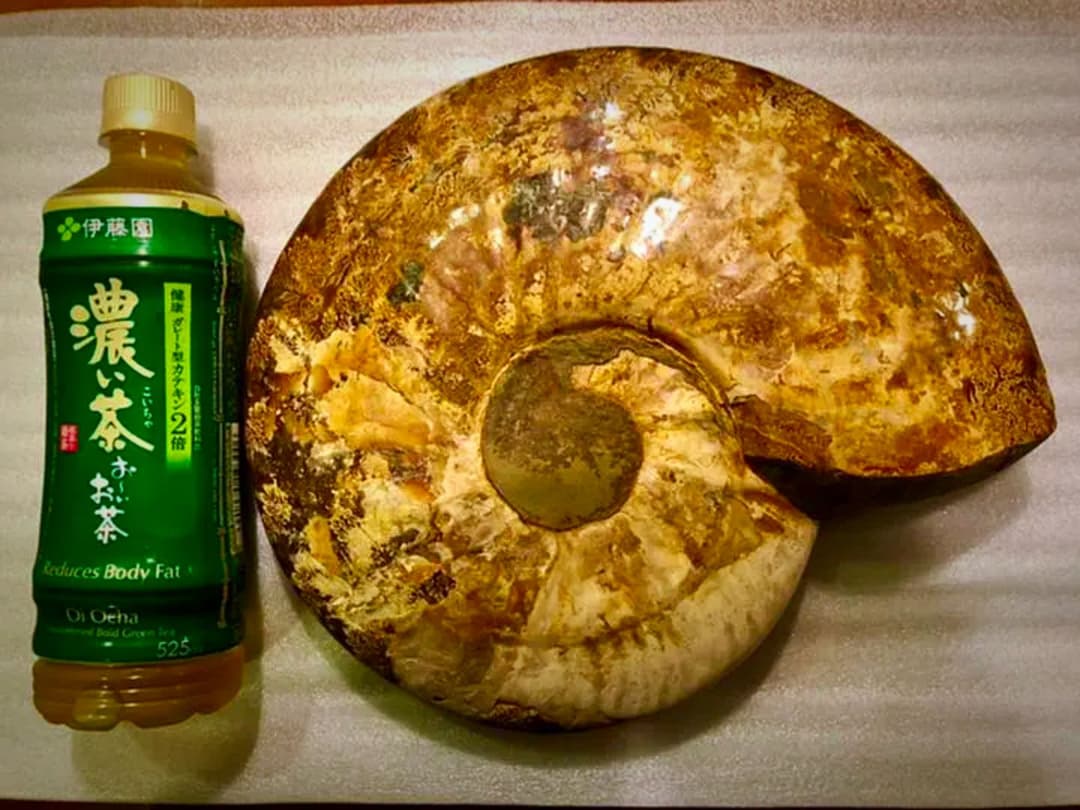 アンモナイト化石