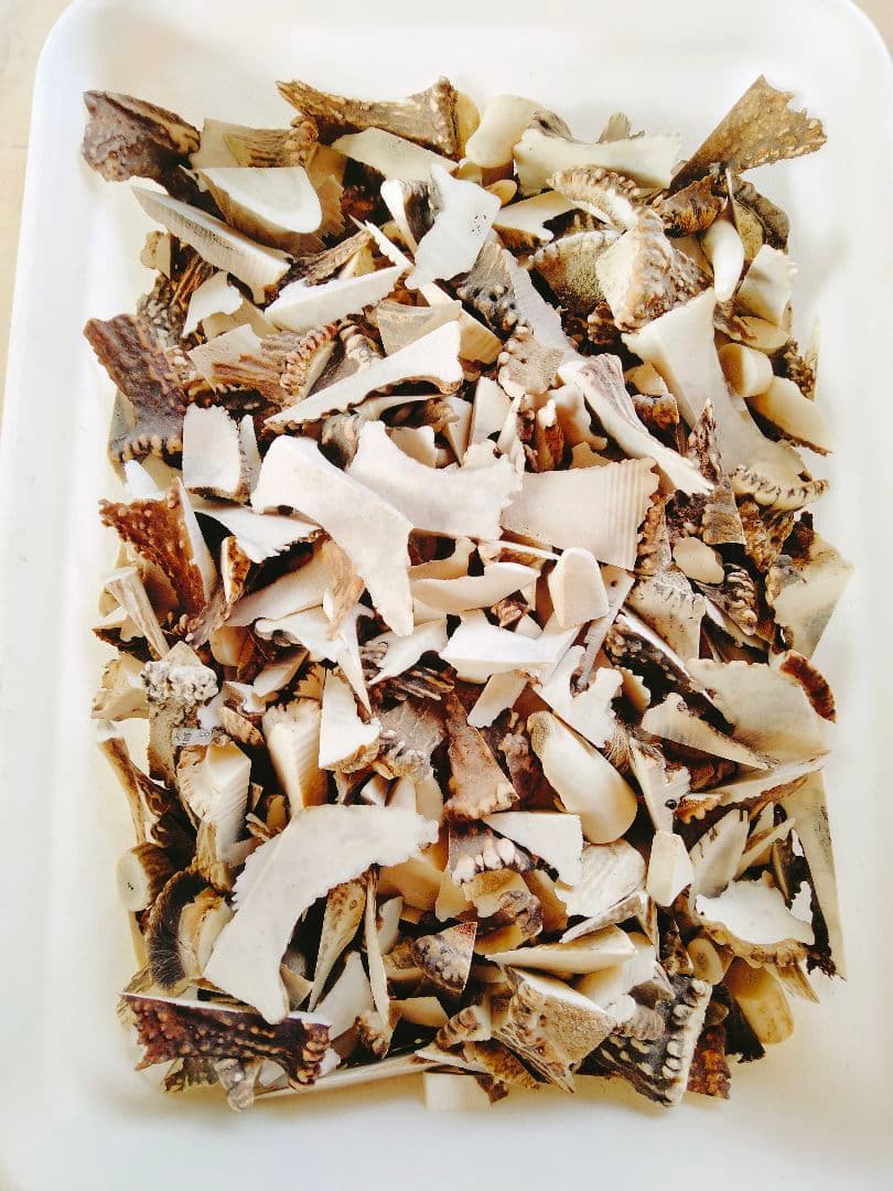 1 Susi様 専用【箱びっしり端材詰め合わせ】北海道エゾシカ 鹿の角 3