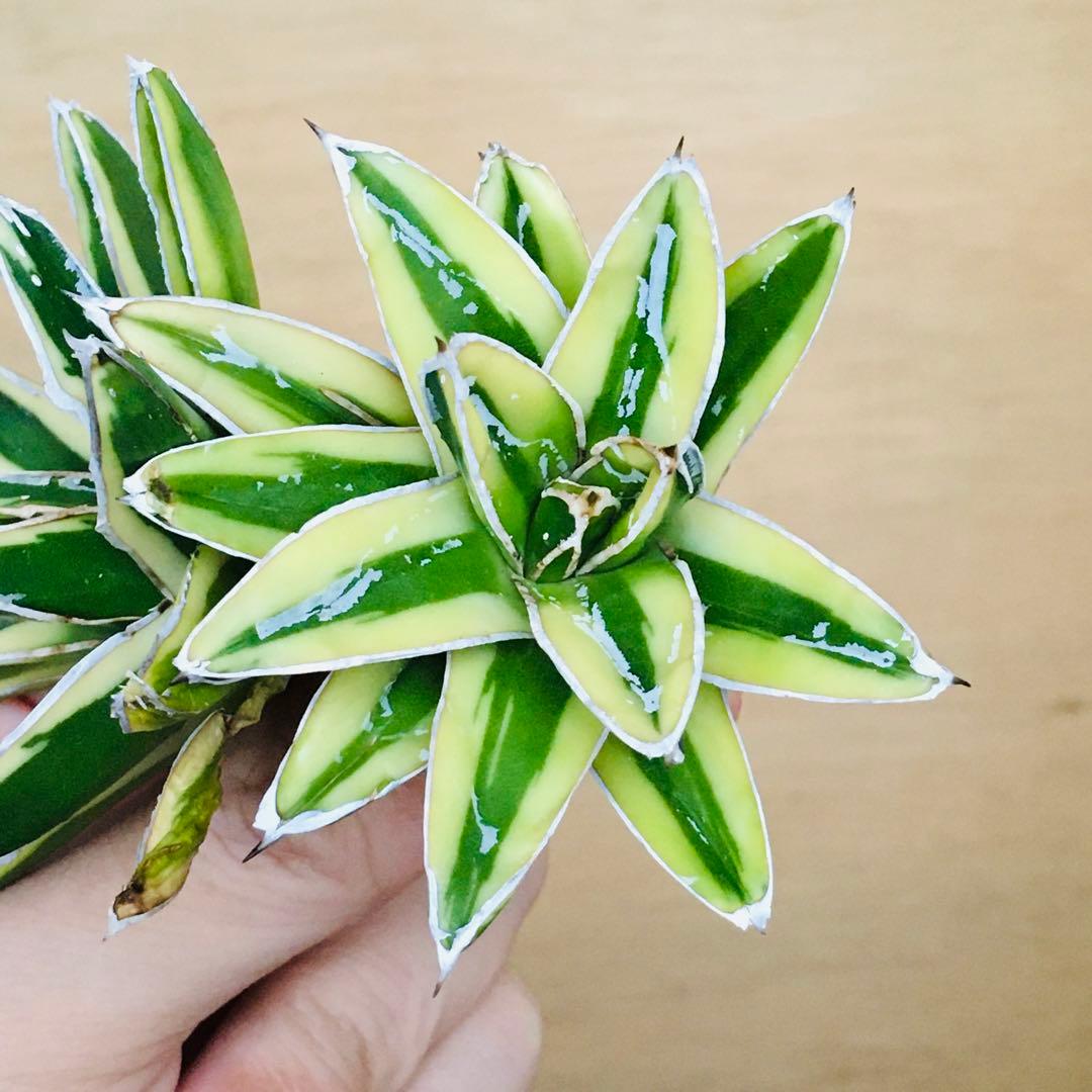 【稀少】5 笹の雪錦 クリーム覆輪斑 短葉 TC株 アガベ ビクトリアレジーナ