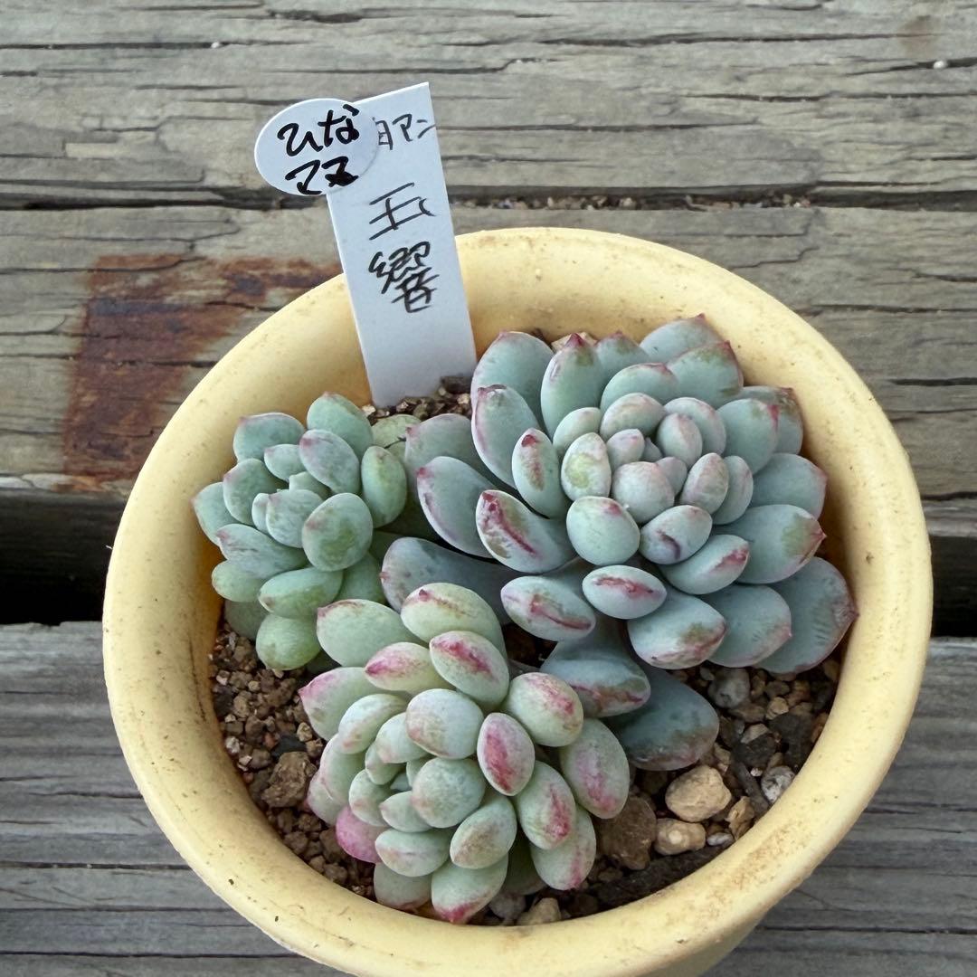 【ひなママ】さん専用