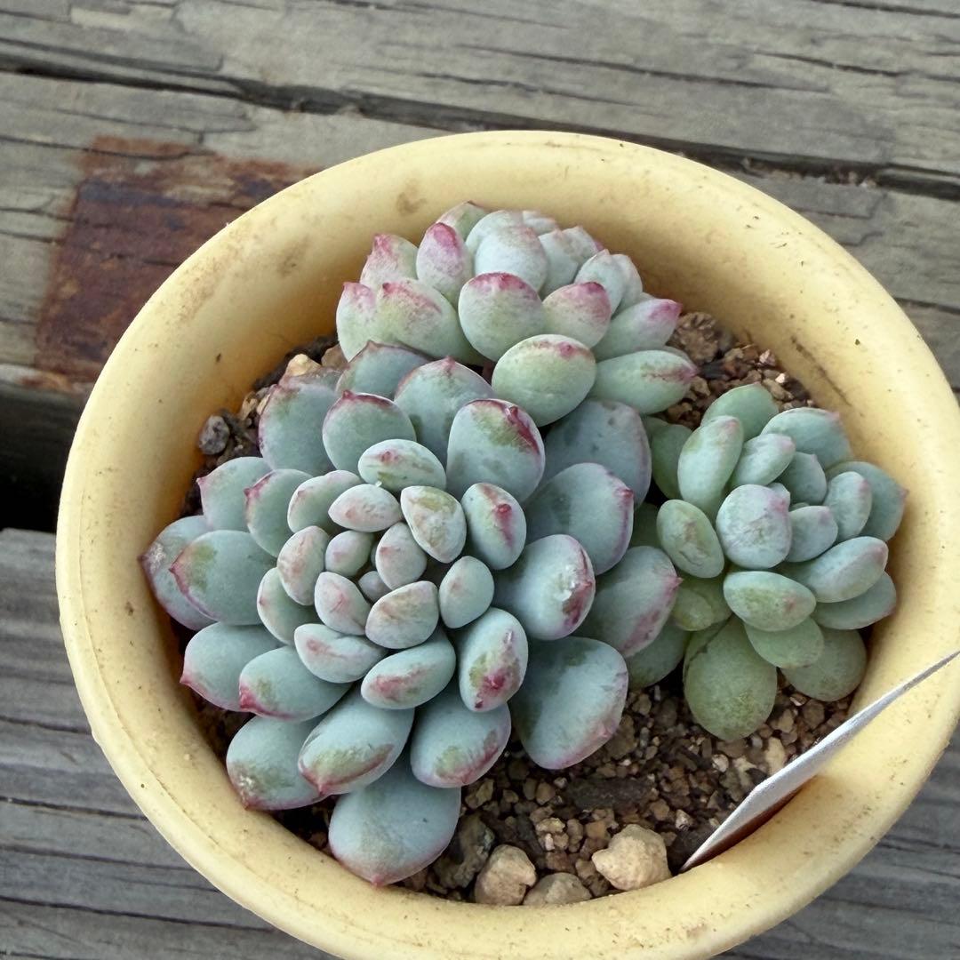 【ひなママ】さん専用