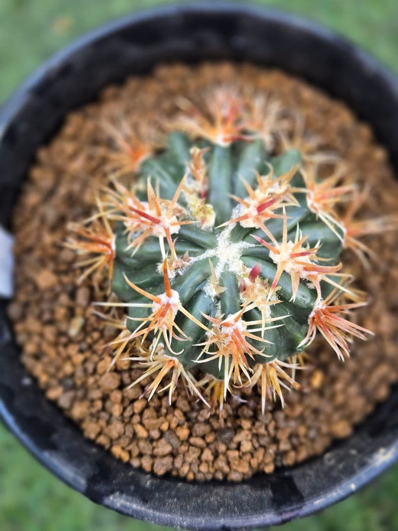 サボテン - 綾波モンスト(実生)