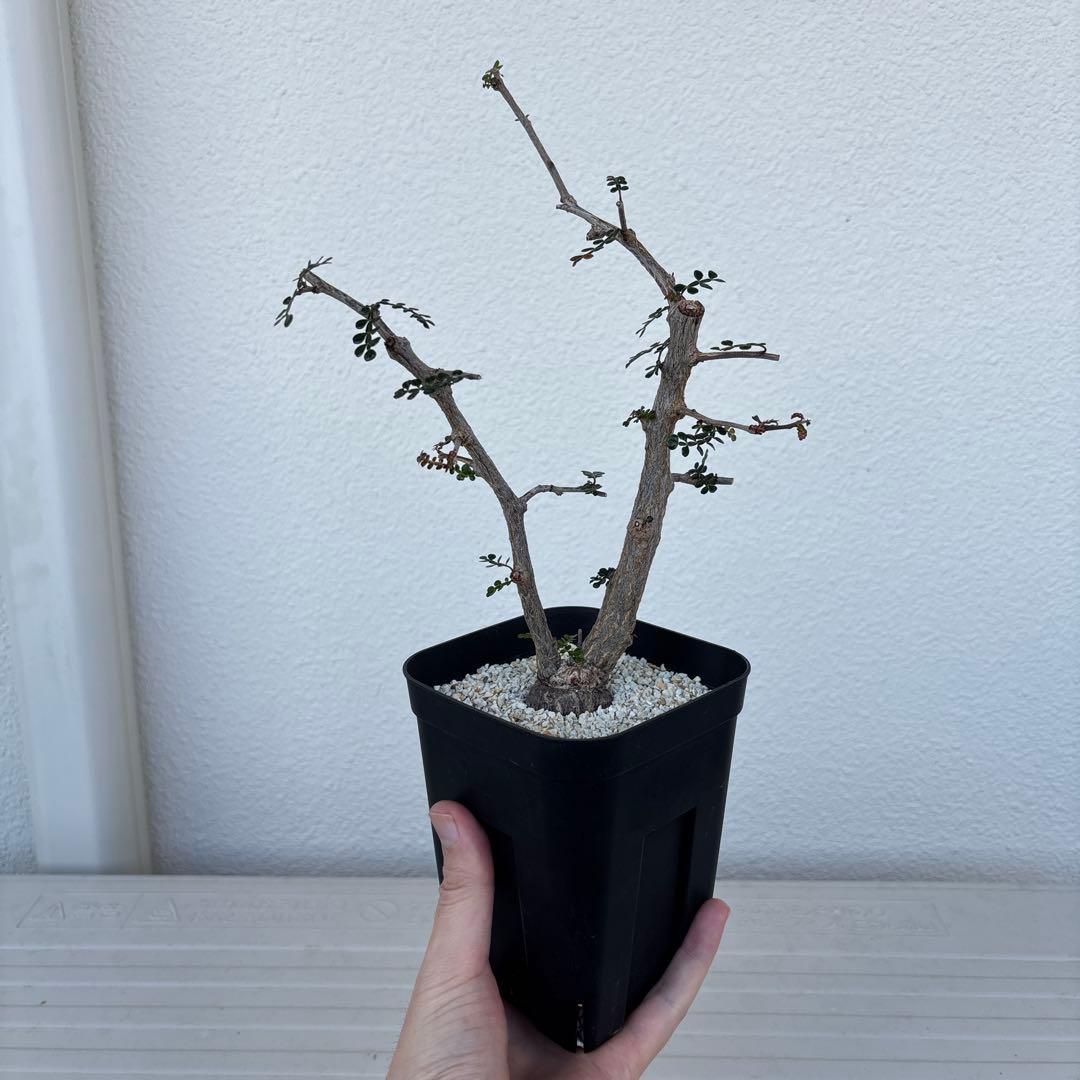 オペルクリカリアデカリー　根挿し