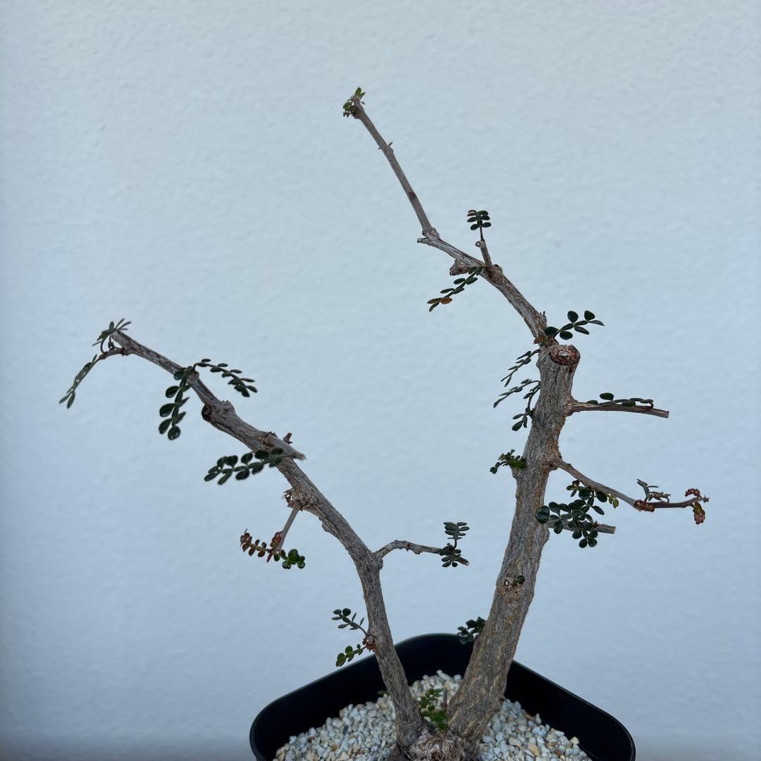 オペルクリカリアデカリー　根挿し