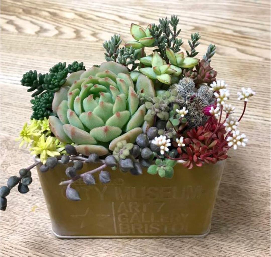 多肉植物 寄せ植え そのまま飾れる - 観葉植物オンライン 通販