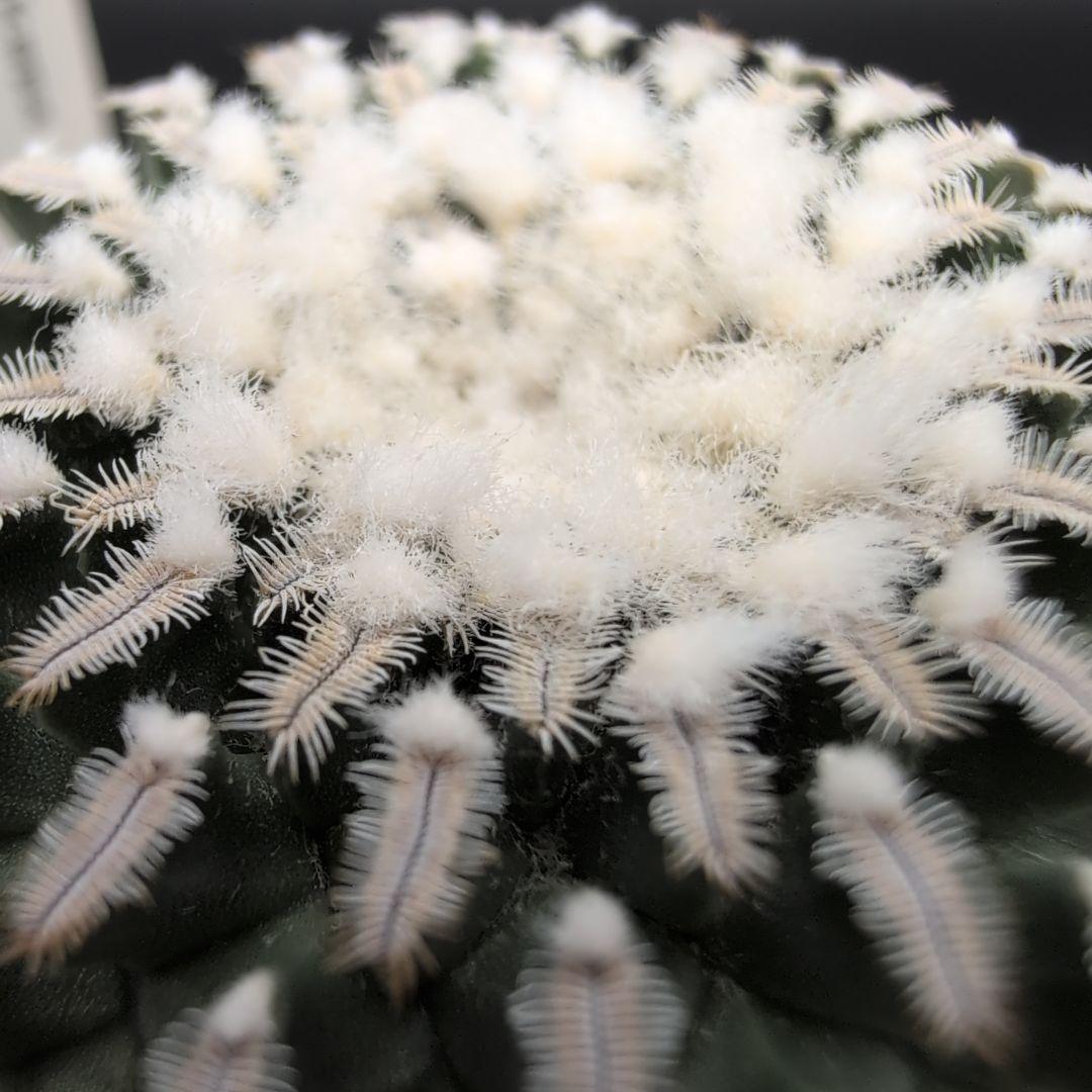 赤花精巧殿 実生 鉢植えメルカリ便送料込み - メルカリ