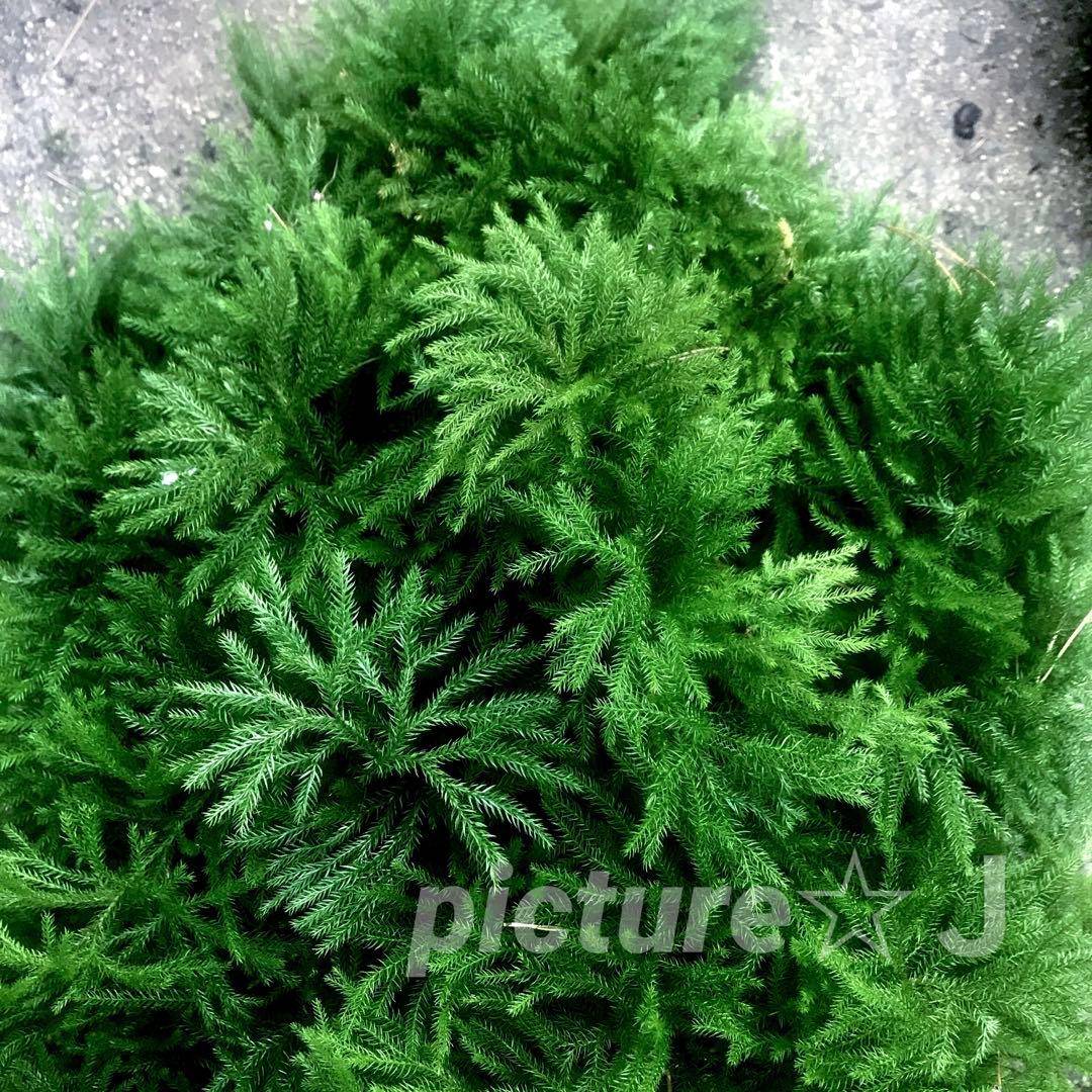 ★ オレさま・専用 ★ タチカズラetc