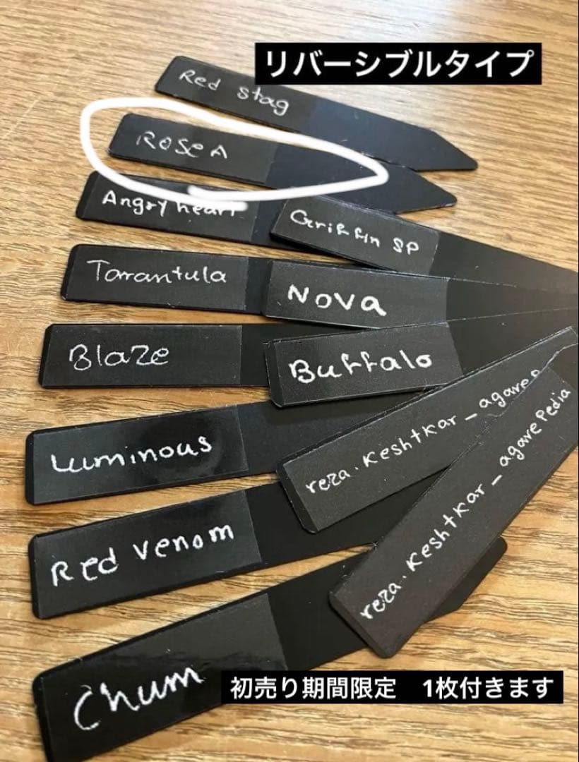 匿名配送【初売り】25 REZA産 特大 イラン アガベ Rose typeA