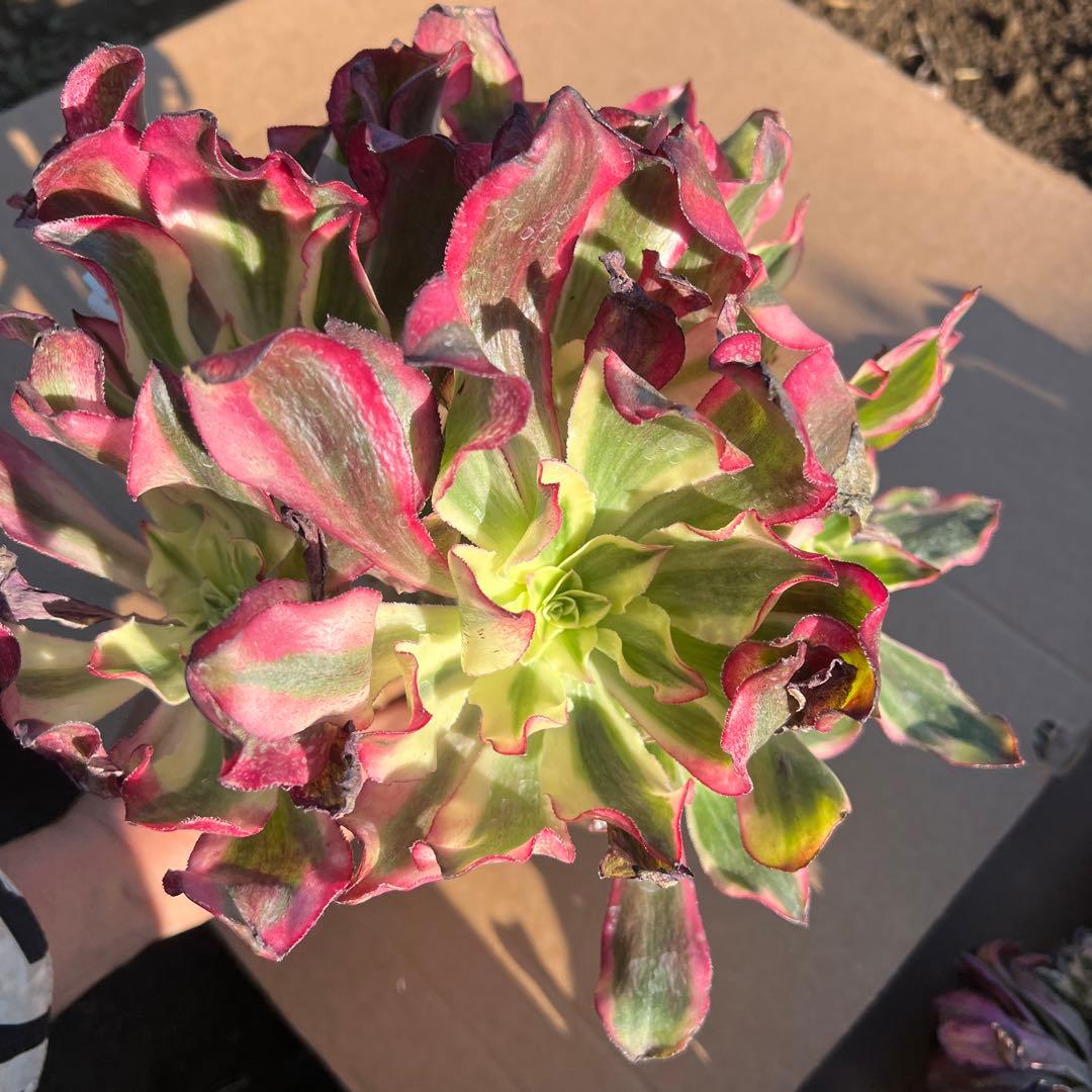 多肉植物。魅影法師錦11頭