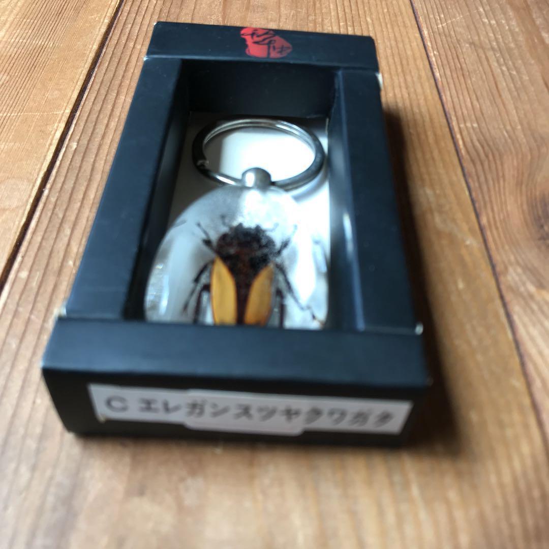 昆虫標本 エレガンスツヤクワガタ - メルカリ