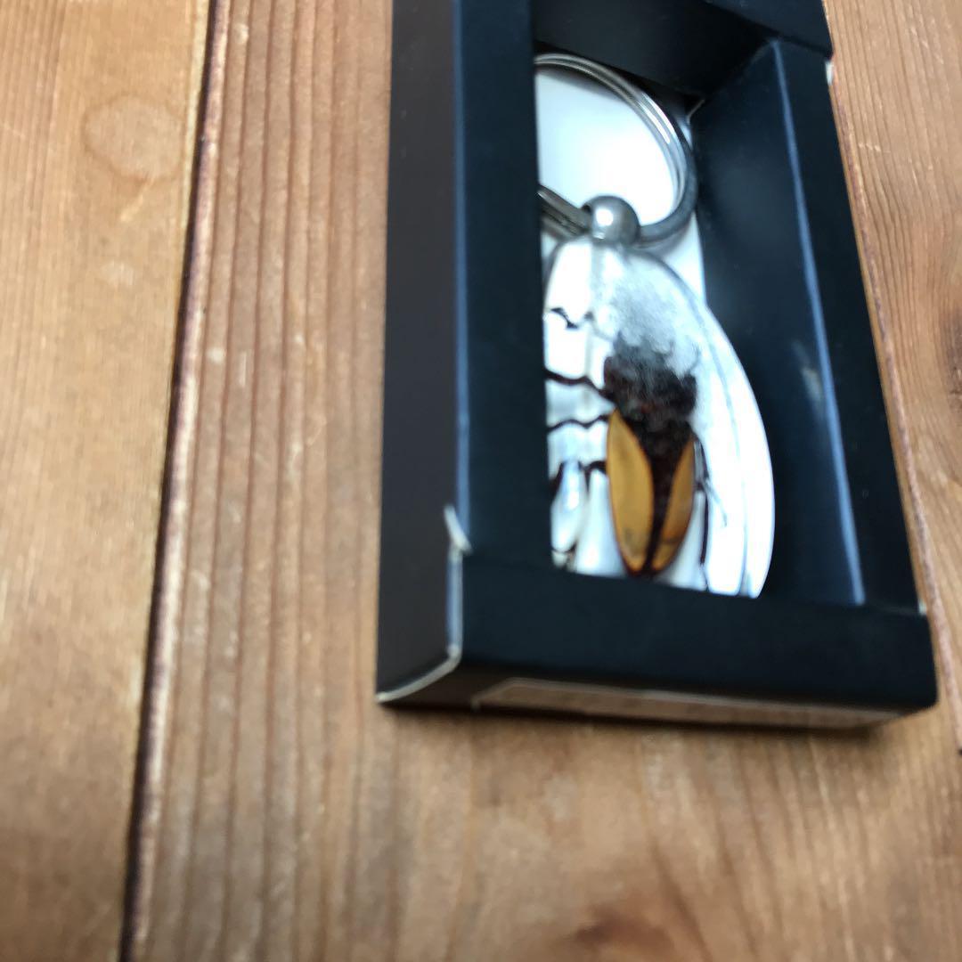 昆虫標本 エレガンスツヤクワガタ - メルカリ