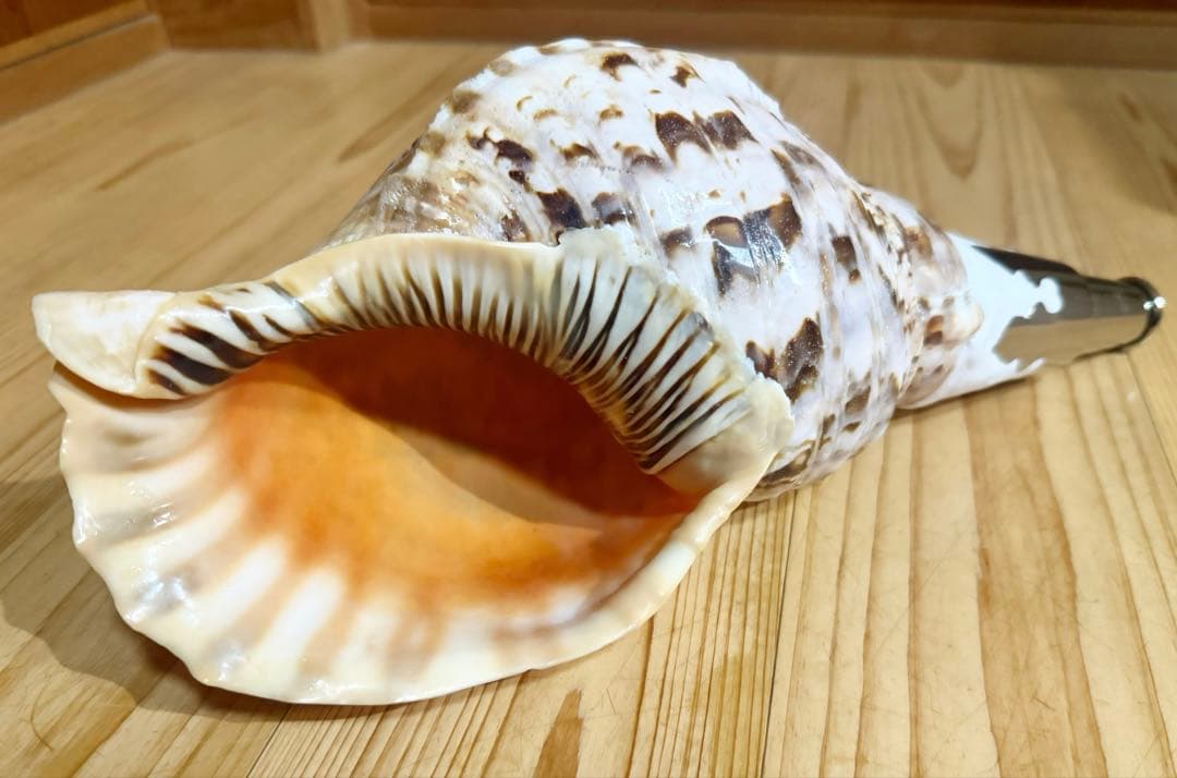 修験道法螺貝　山伏　密教　熊よけ　魔除け❣️ホラガイ　ほら貝