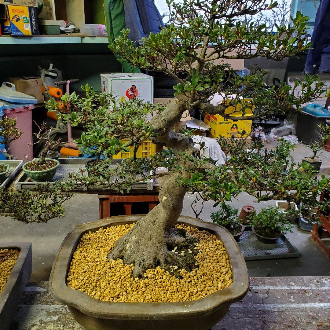 盆栽 さつき サツキ 皐月 愛の月