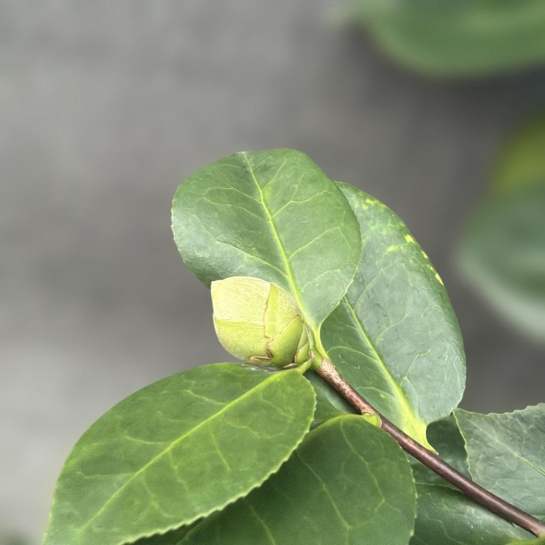 獅子王(ししおう)