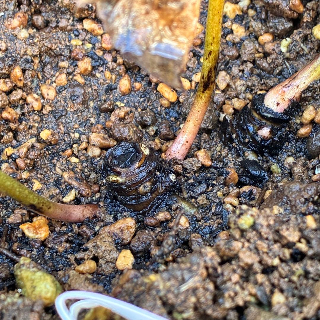 よ*ん様 ❤️開花株❤️BRIAR ROSE同一交配930Ash【ASHWOOD