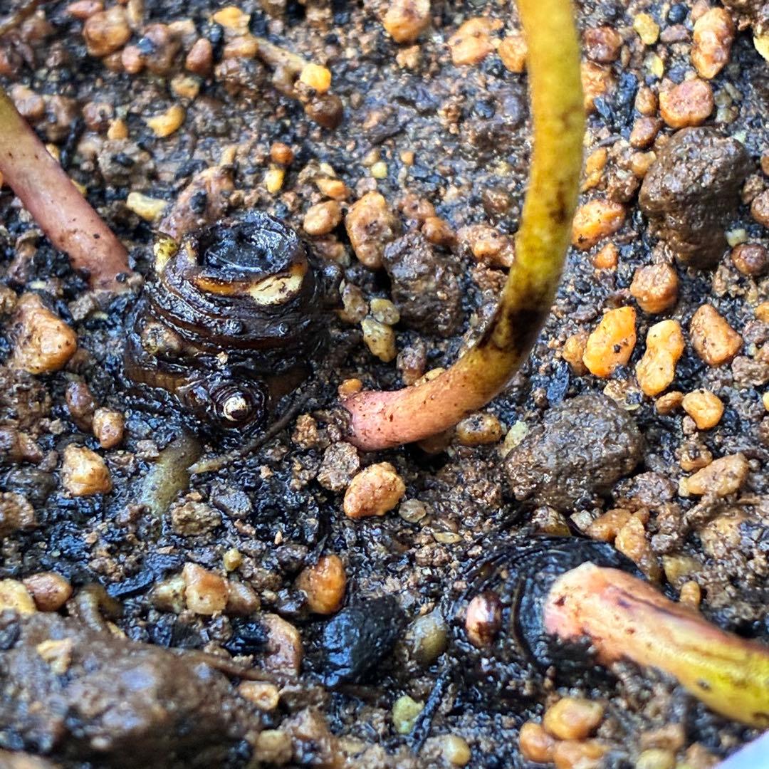 よ*ん様 ❤️開花株❤️BRIAR ROSE同一交配930Ash【ASHWOOD