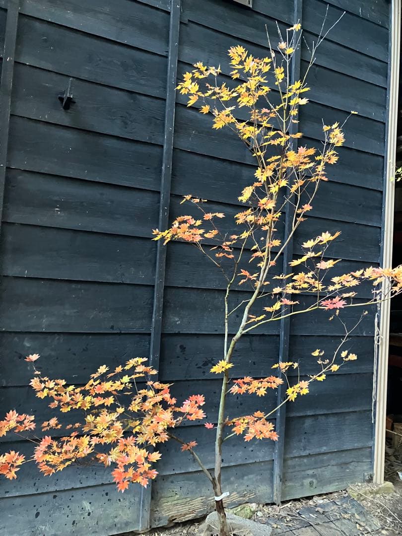 5 コハウチワカエデ