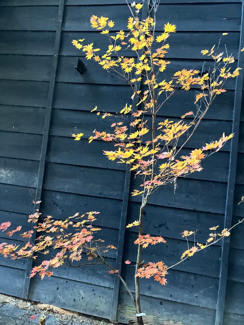 5 コハウチワカエデ