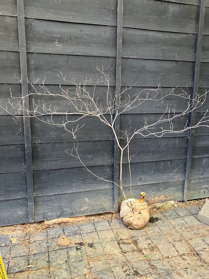 Poppopo　71 山採り　ミツバツツジ