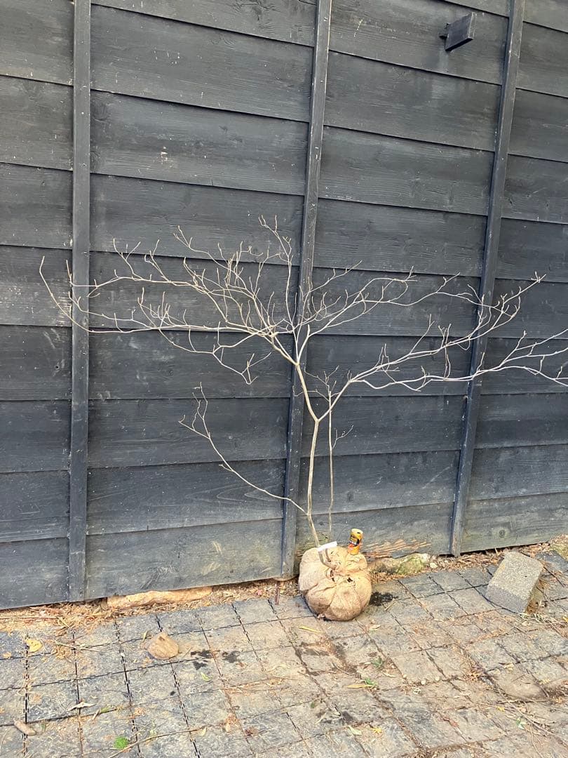 Poppopo　71 山採り　ミツバツツジ