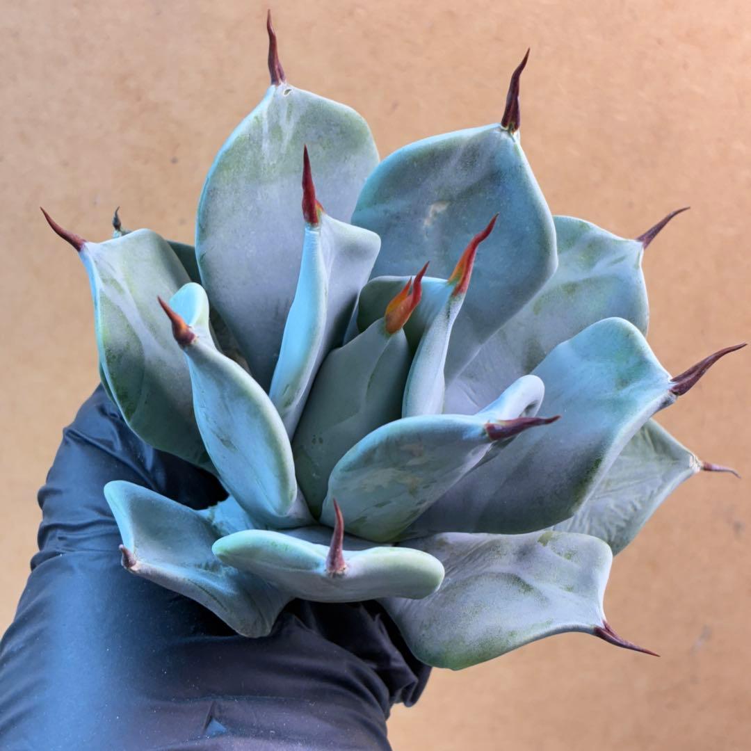 アガベ イシスメンシス 一本棘 ハイブリッド 極上美品 - メルカリ