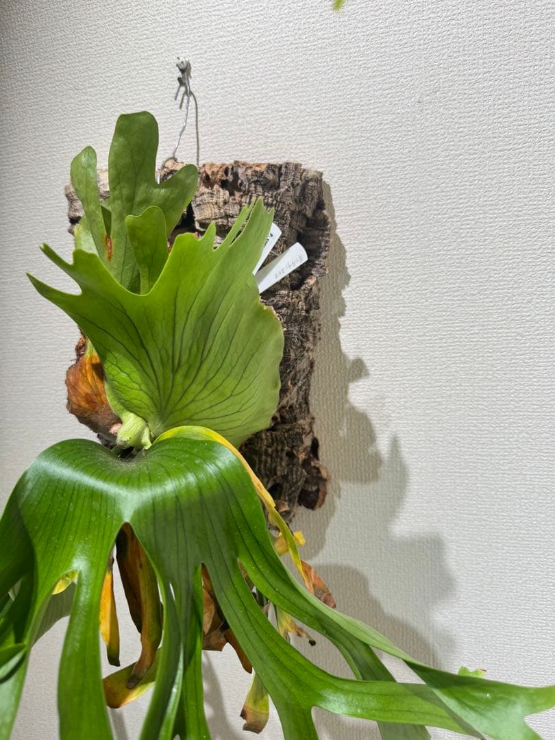 platycerium　coronarium \"Thin Thin'