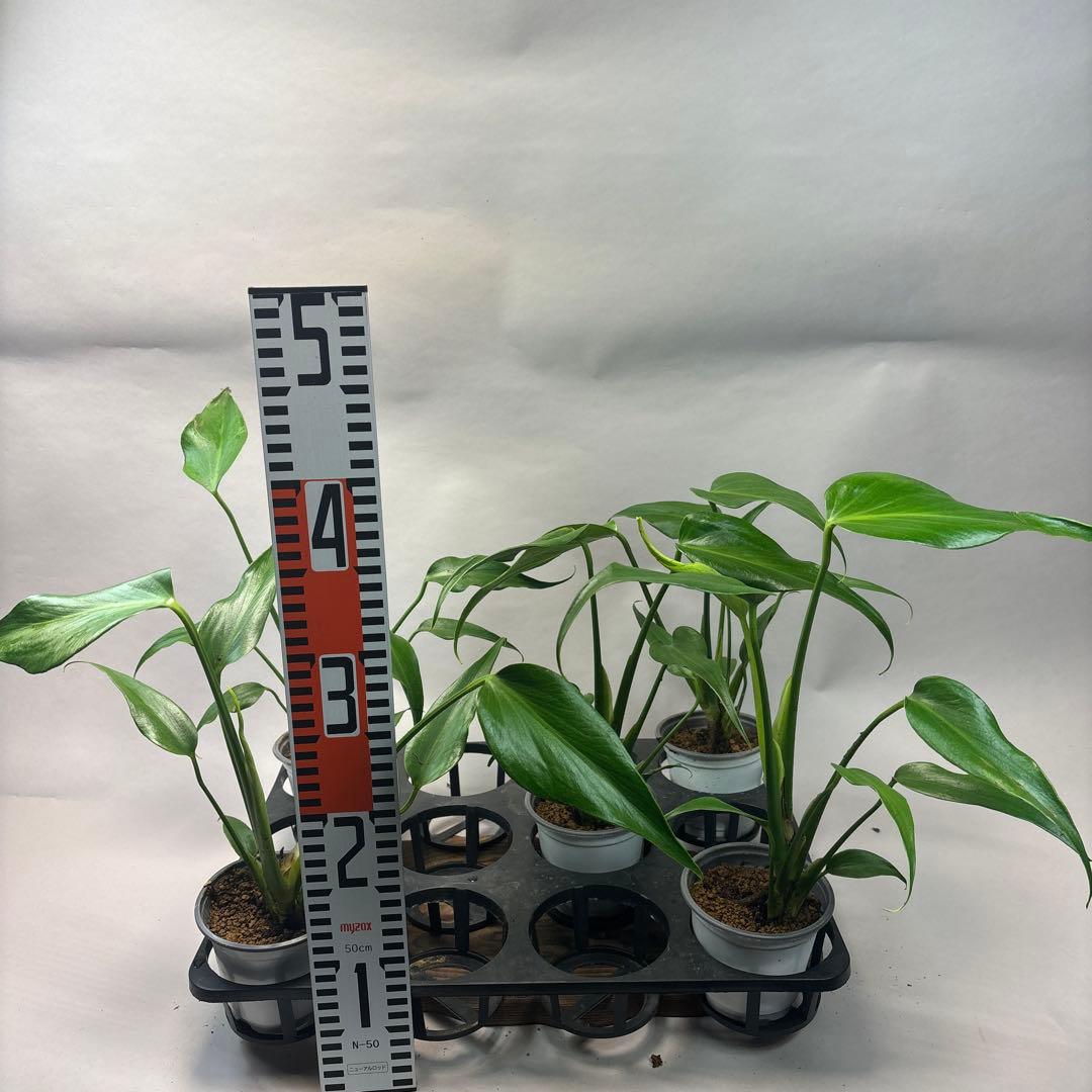 5株セットms36モンステラ バールマルクスフレーム