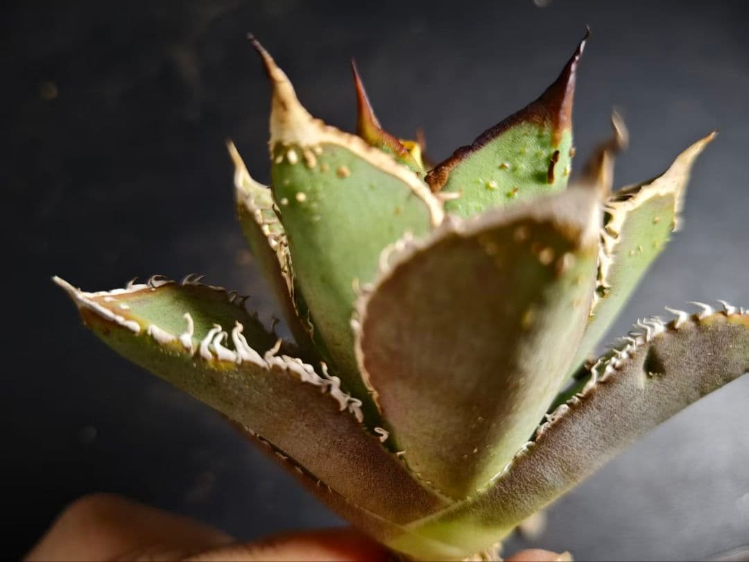 アガベ チタノタ 麻花龍 極上強棘 美株 ブツブツ コレクシ Lize D11