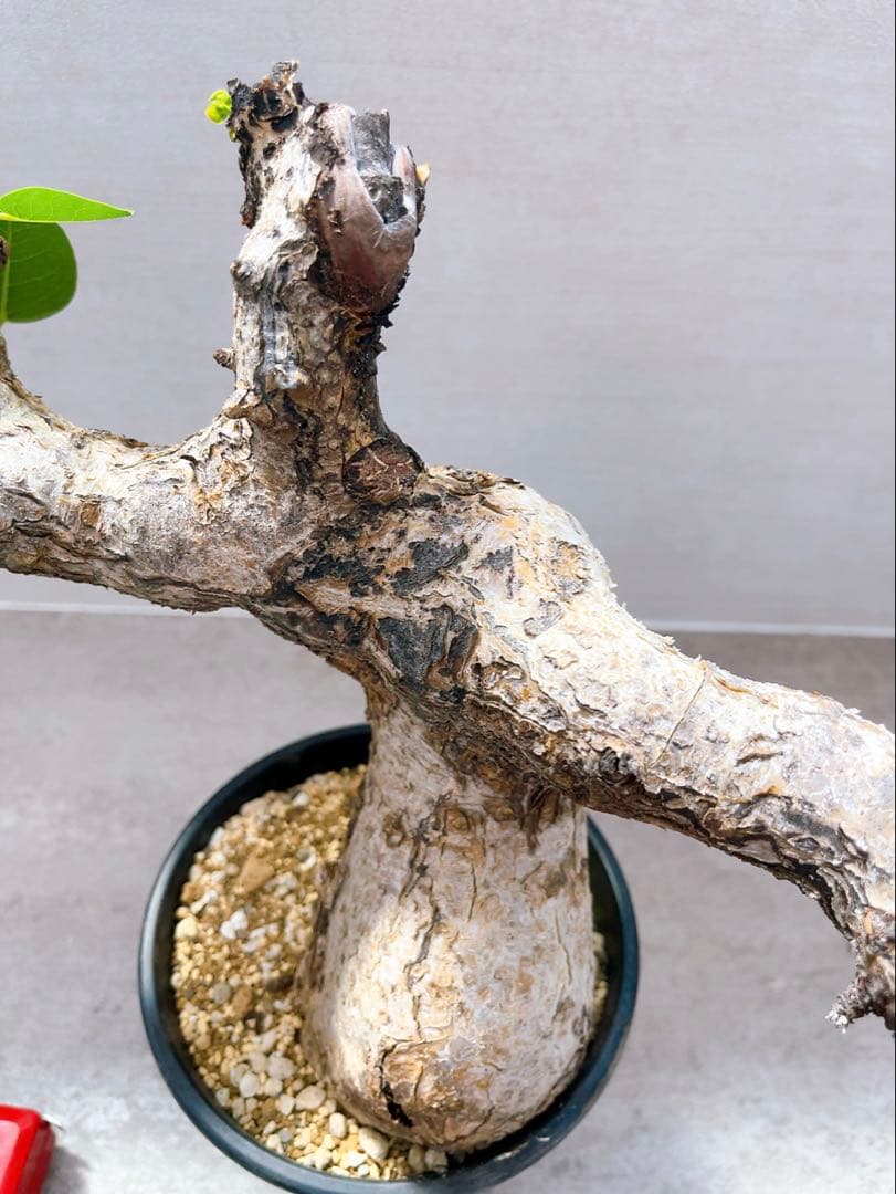 《TAKUYAページ》『コミフォラ グイドッティ 』現地球　発根済極美大株