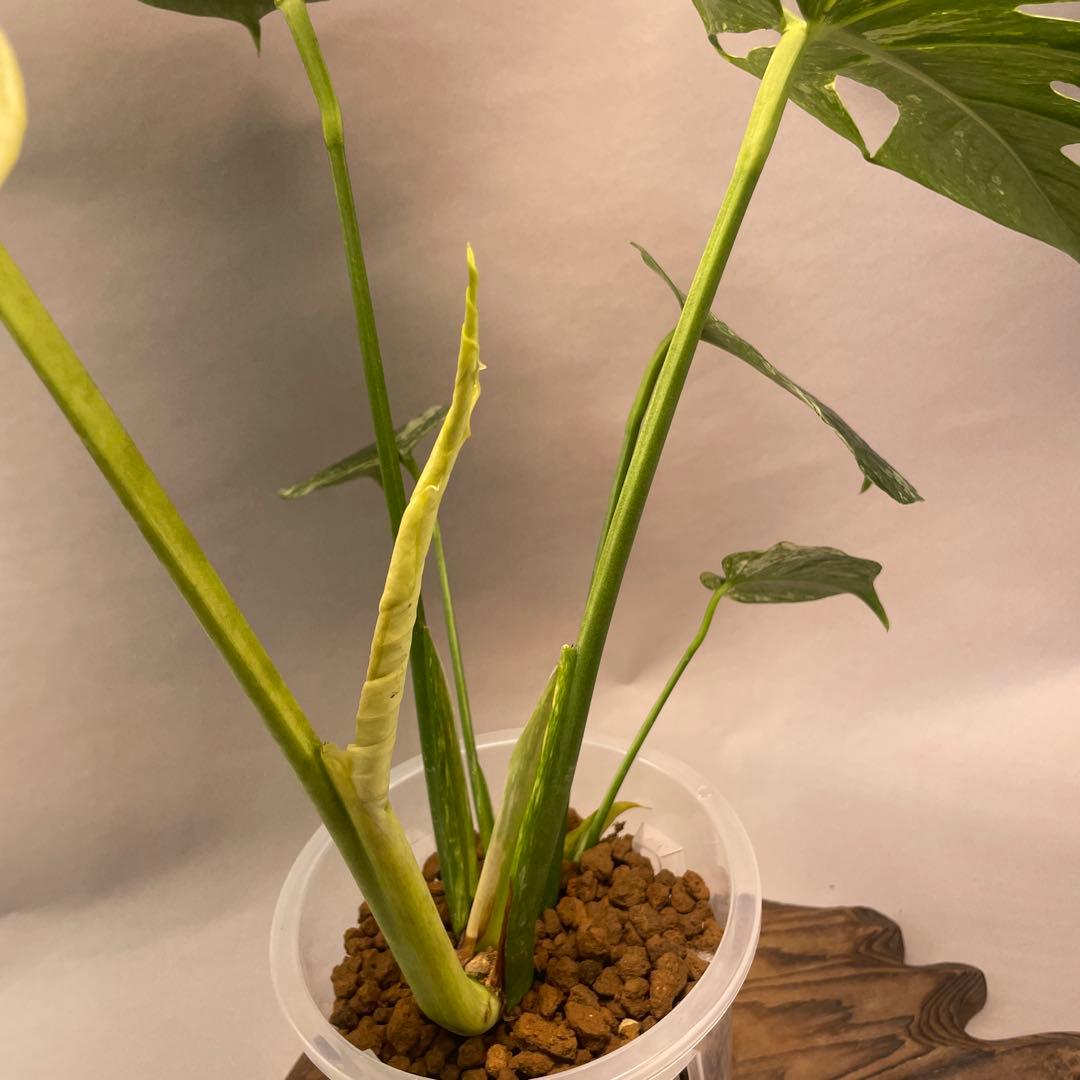 a105ホワイトモンスター 天津蘭 モンステラ斑入り - メルカリ