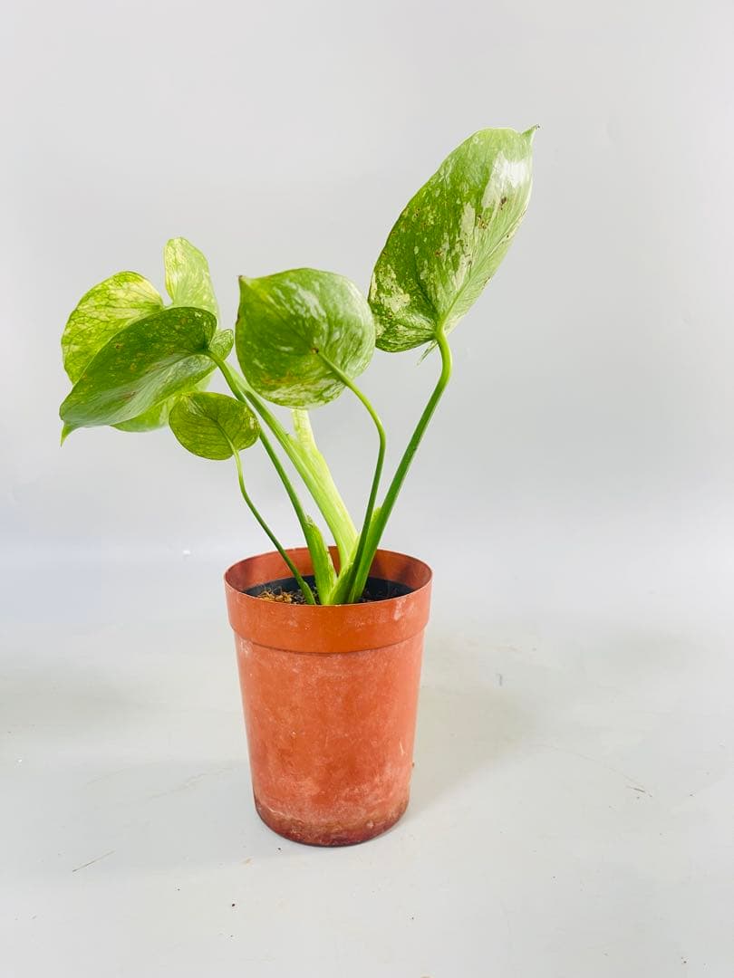 トシ　Lemon Lime ＊Mint Siam