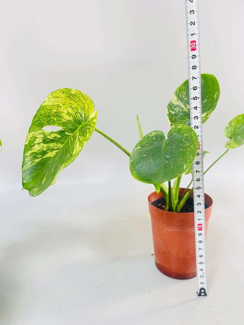 トシ　Lemon Lime ＊Mint Siam