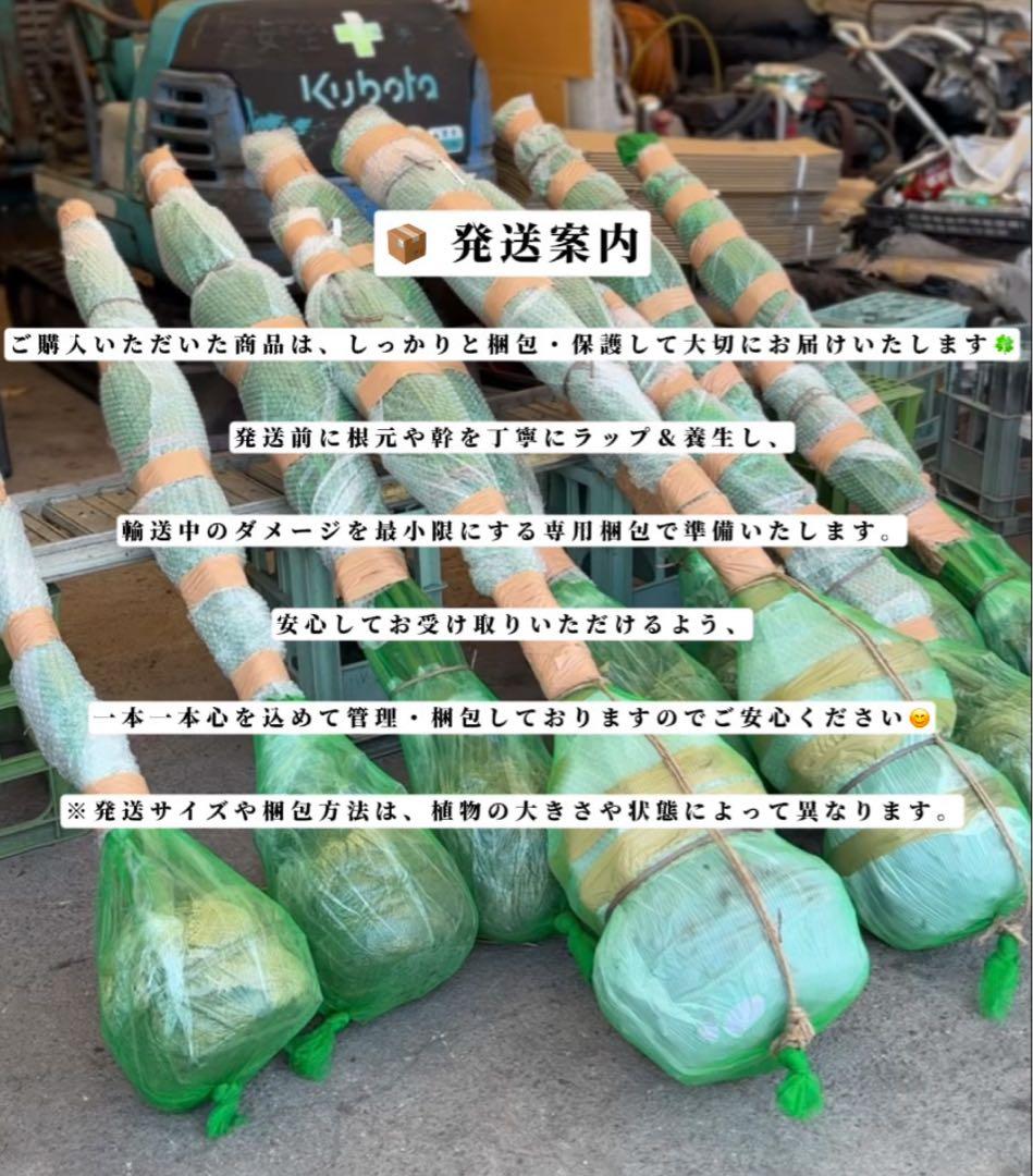 ココスヤシシルバーリーフ【極太】葉先180cm幹回り110cm 幹高30cm