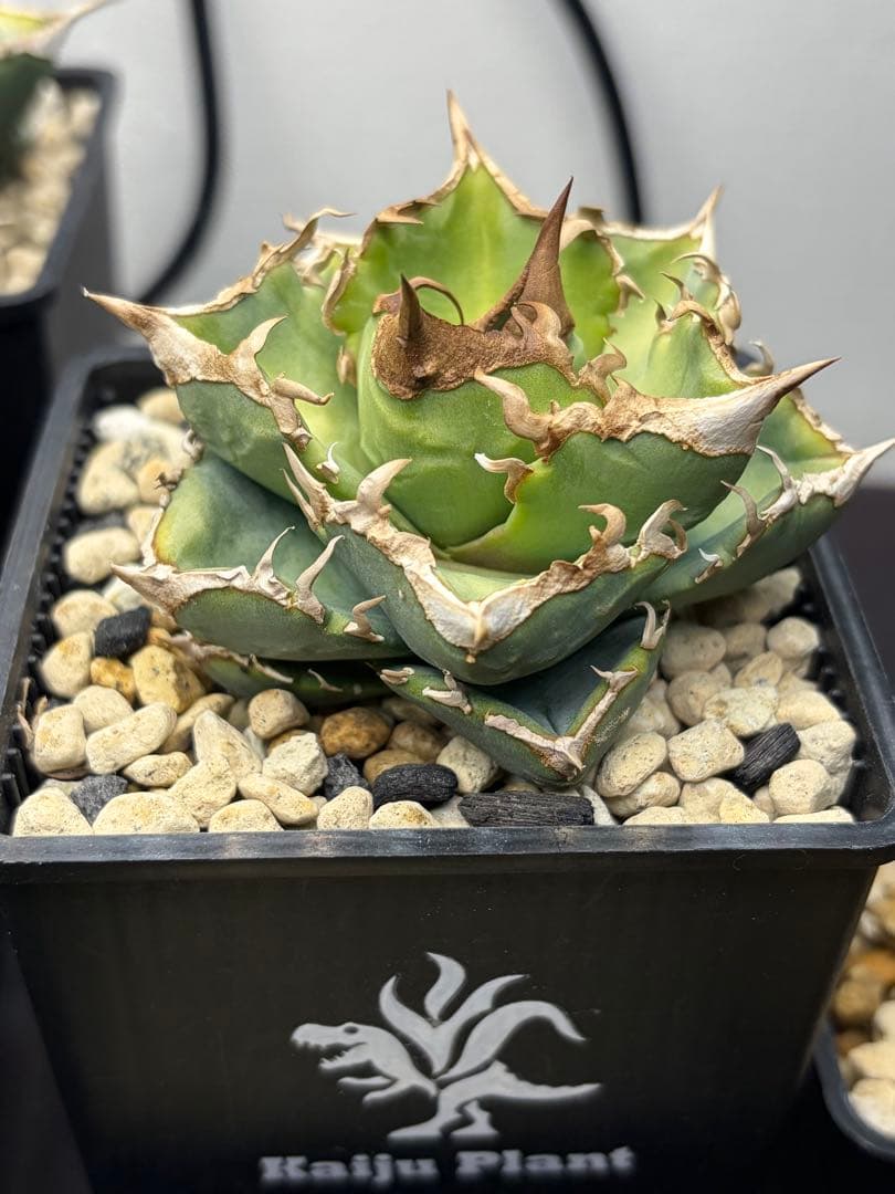 アガベチタノタ　清櫻 アガベチタノタ清櫻lize産agave titanota オテロイ