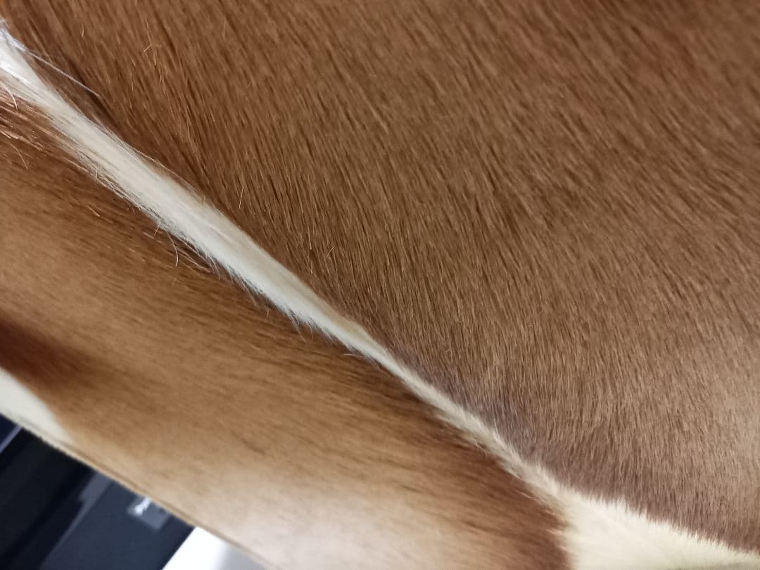 希少 メゾン テルガス フランス製 ガゼル 毛皮 スツール ボックス