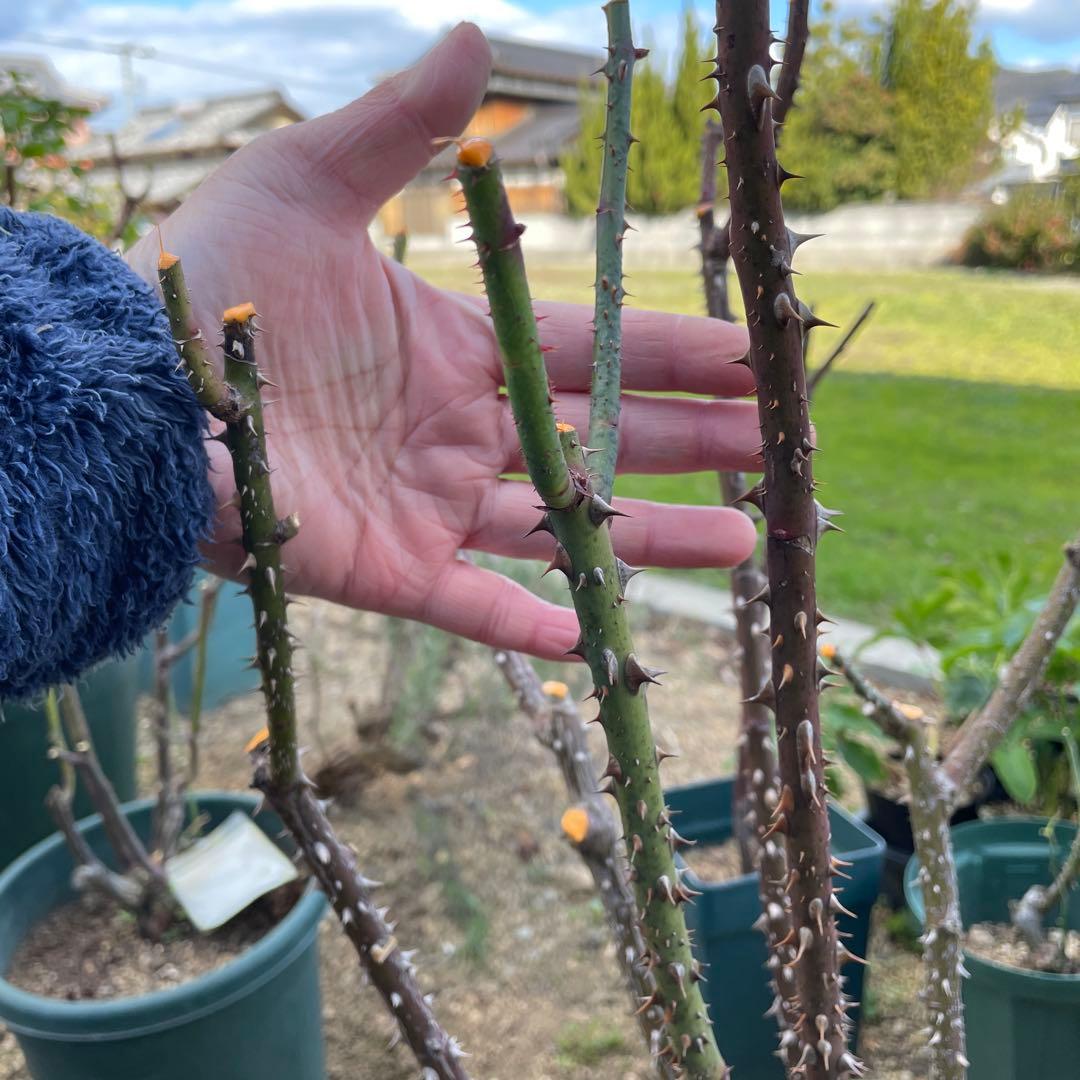 【ザスクワイヤー】　ER イングリッシュローズ　苗