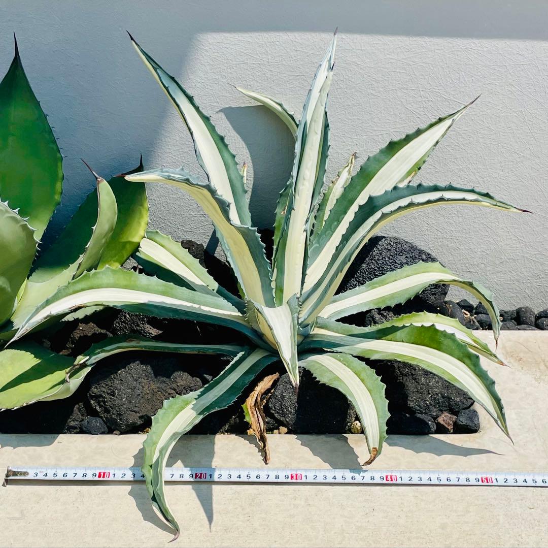 19,800→18,800円☆地植40㎝×55㎝超大株美株アガべアメリカーナ華厳