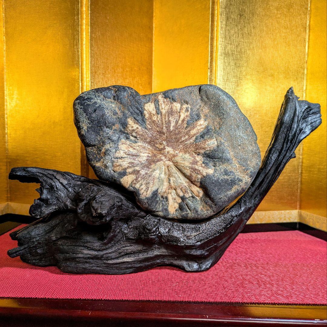 Junchan様専用】菊花石 岐阜県根尾谷産3.3㌔ 鑑賞石 観賞石 水石