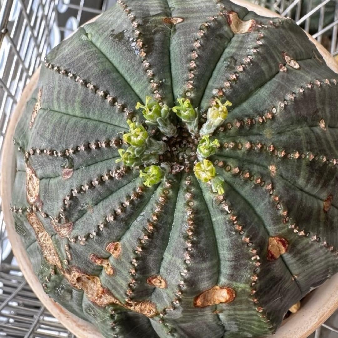 G*N様 ユーフォルビア オベサ モンスト 13稜 扁平 捻れタイプ