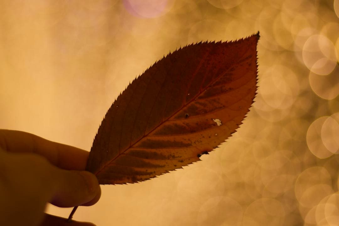 Canon EOS 80D デジタル一眼レフ レンズ付き