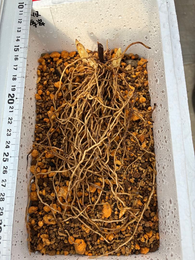 K12 厚岸ホテイアツモリソウ