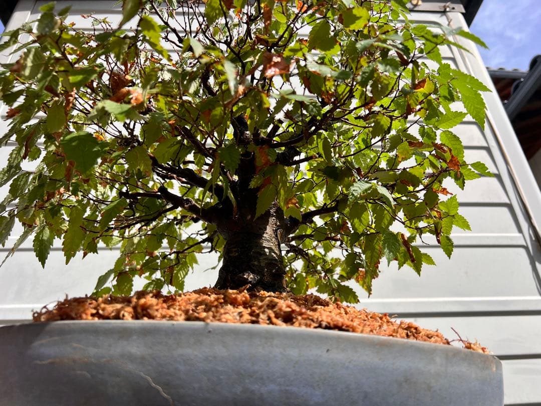 【極太】展示会向用　欅　ケヤキ　盆栽　真柏　黒松　赤松　五葉松