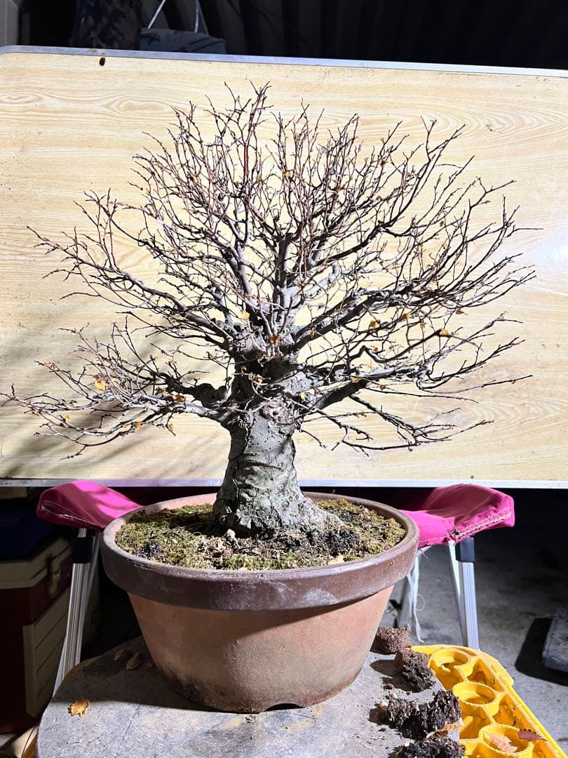 【極太】展示会向用　欅　ケヤキ　盆栽　真柏　黒松　赤松　五葉松