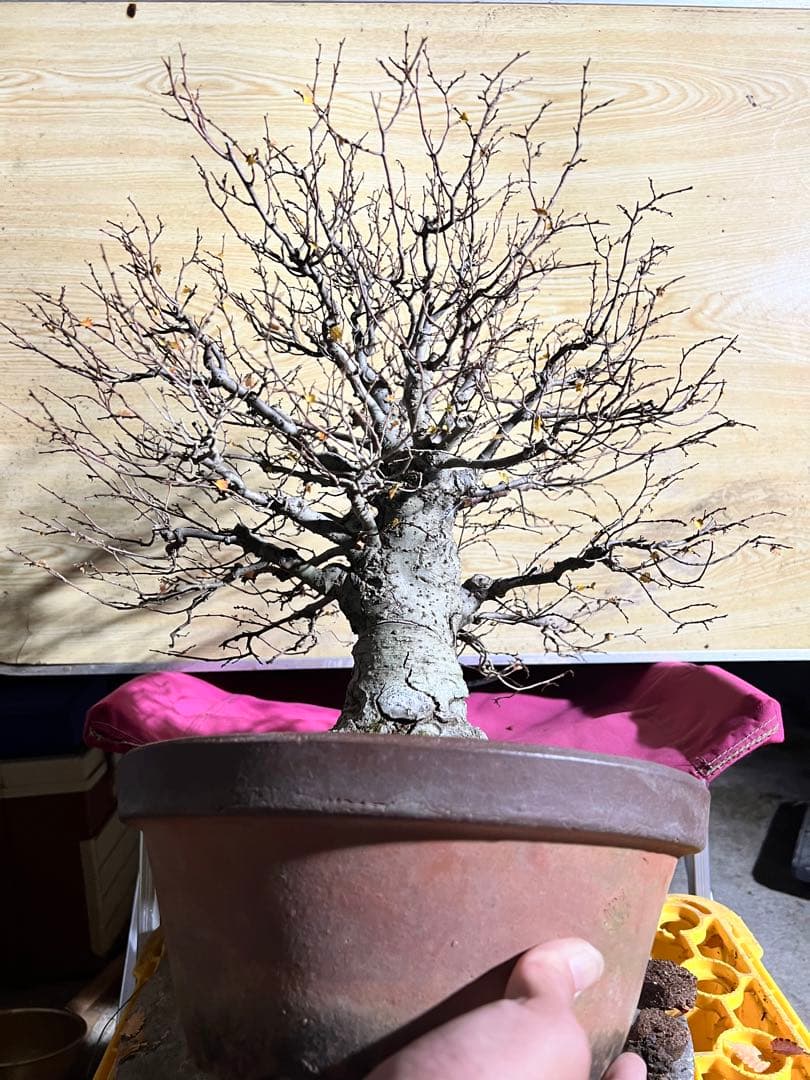 【極太】展示会向用　欅　ケヤキ　盆栽　真柏　黒松　赤松　五葉松