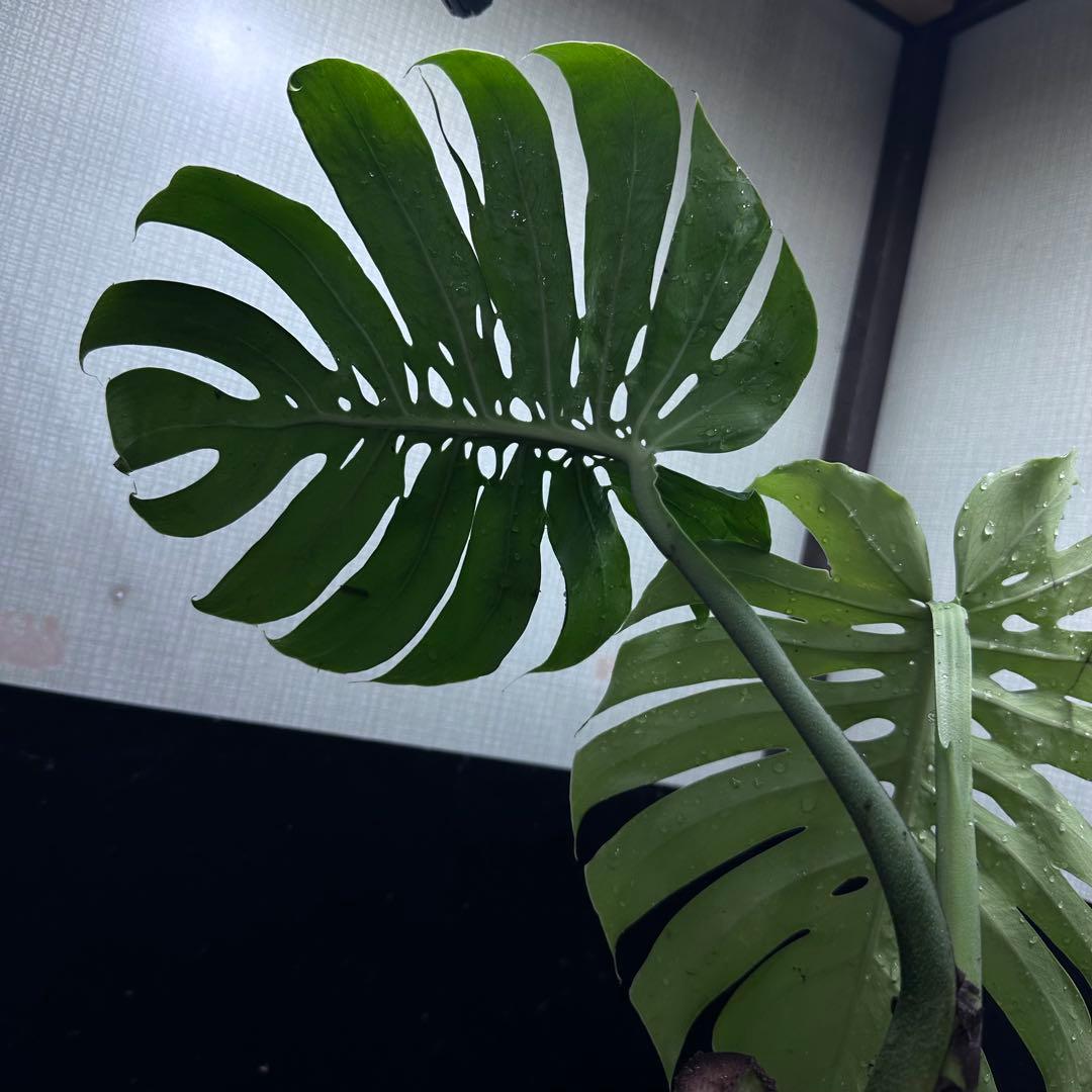 も*ぎ様 モンステラデリシオーサマクロコズム超希少系統鉢植え40㎝