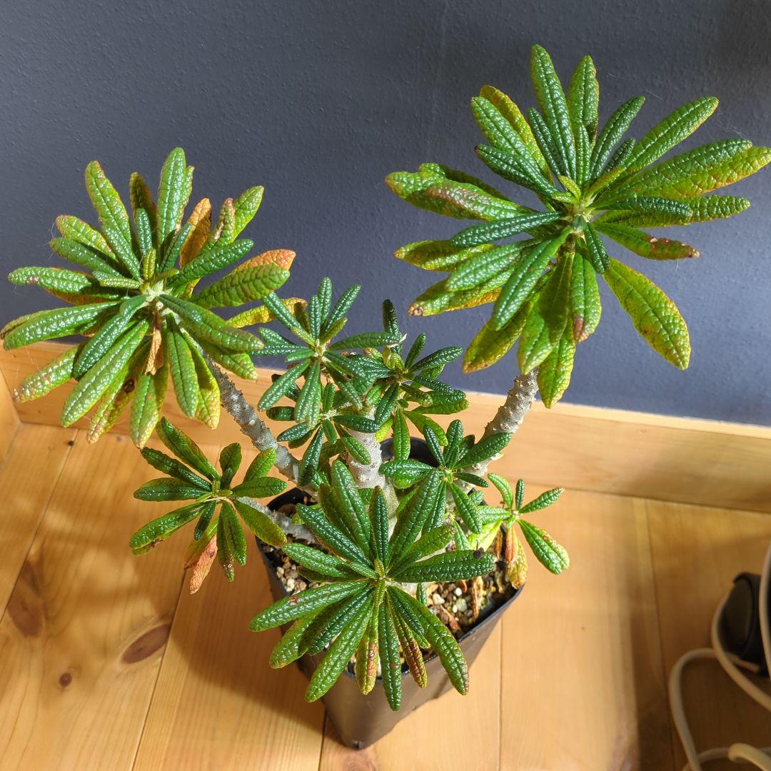 ドルステニアギガス　大株　1/1撮影