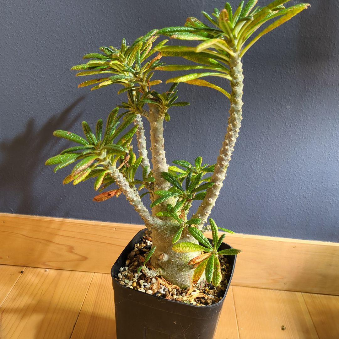 ドルステニアギガス　大株　1/1撮影